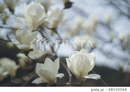 庭木の大きく美しい白木蓮の花 98530568