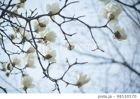 庭木の大きく美しい白木蓮の花 98530570