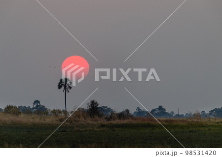 Sunset over the Okavango Sunset over the Okavango 98531420