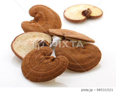 サルノコシカケ 98531521