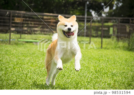 楽しそうに駆け回る赤毛の秋田犬 photo by Mac Marron 楽しそうに駆け回る赤毛の秋田犬 photo by Mac Marron 98531594