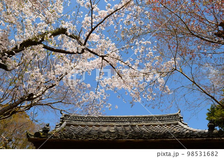 お寺の境内の桜の大木、日本の春の庭園の風景 お寺の境内の桜の大木、日本の春の庭園の風景 98531682