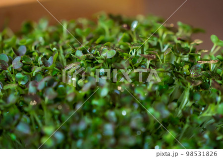 close up to green cress Micro herb for food decoration. close up to green cress Micro herb for food decoration. 98531826