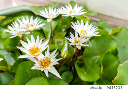 White Water Lotus in the water with gree leaf. White Water Lotus in the water with gree leaf. 98532334