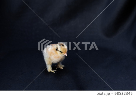 Baby Mini Cochin Chick on dark blue cloth background in studio light. Baby Mini Cochin Chick on dark blue cloth background in studio light. 98532345