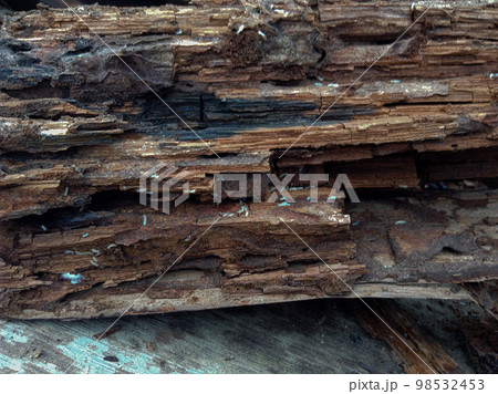 白アリ シロアリ 床下 木材 腐食 02 白アリ シロアリ 床下 木材 腐食 02 98532453