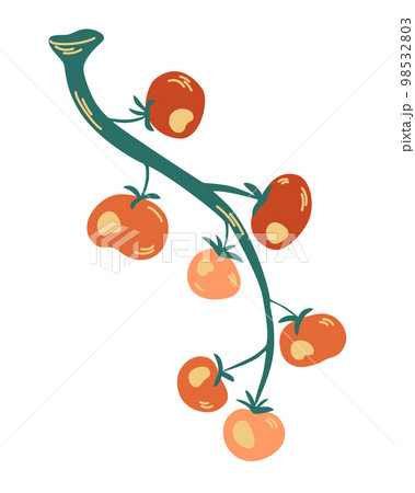 Tomatoes on a branch. Plant tomatoes red green, vegetable garden, crop. Hand drawn vector illustration isolated on white. 98532803