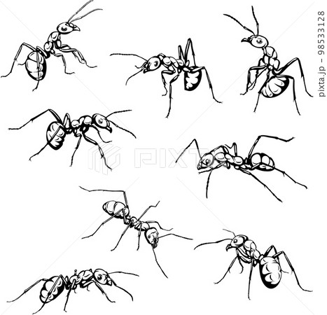 how to draw ants step 22 | Ant art, Insect art, Drawings