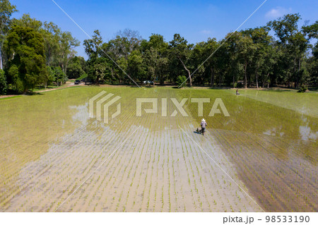 Farmer drives machine to destroy (leader) weed and grass in paddy rice field and disk, cultivate, or loosen the soil to support the root of rices. 98533190