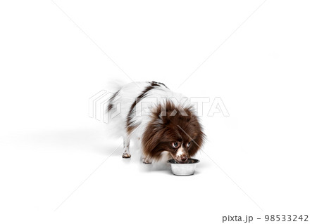 Beautiful Pomeranian spitz dog standing near food and water bowl isolated over white studio background. Concept of beauty, animal health, vet, action and motion 98533242