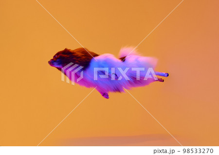 Flight. Active adorable groomed fluffy Pomeranian Spitz dog flying over colored background in neon light. Concept of animal health, speed, action and motion Flight. Active adorable groomed fluffy Pomeranian Spitz dog flying over colored background in neon light. Concept of animal health, speed, action and motion 98533270