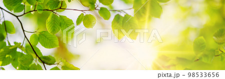 Panoramic view of the tree's branches with fresh young foliage. Panoramic view of the tree's branches with fresh young foliage. 98533656