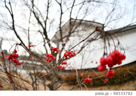 冬のナナカマドの赤い実と古民家 98533782