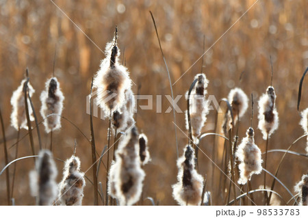 ガマの穂綿（冬） 98533783