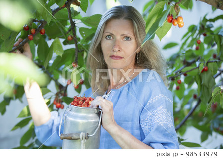A beautiful elderly woman harvests cherries. A fifty-year-old woman in the branches of a fruit tree. A beautiful elderly woman harvests cherries. A fifty-year-old woman in the branches of a fruit tree. 98533979