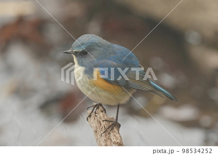 野鳥 ルリビタキのオス 北本自然観察公園 98534252