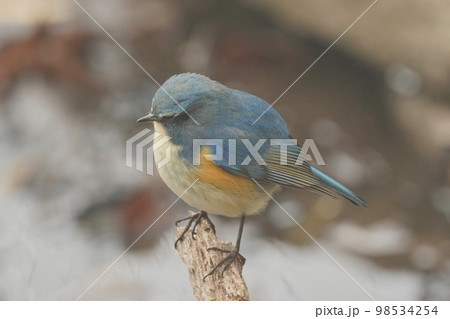 野鳥 ルリビタキのオス 北本自然観察公園 98534254