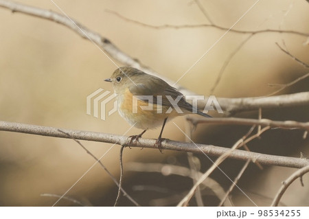 野鳥 ルリビタキのメス 北本自然観察公園 98534255