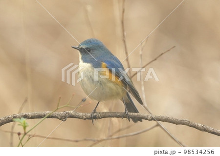 野鳥 ルリビタキのオス 北本自然観察公園 98534256