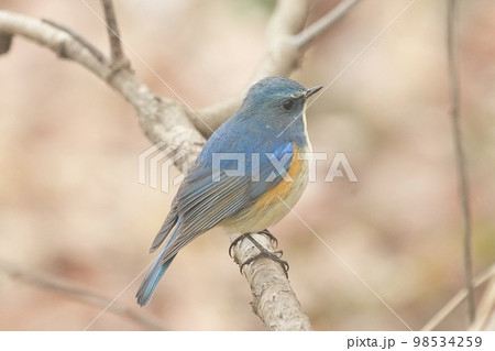 野鳥 ルリビタキのオス 北本自然観察公園 98534259