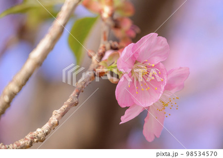 桜の花びら 98534570