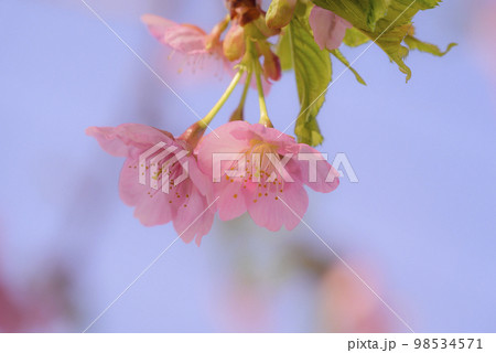 桜の花びら 98534571