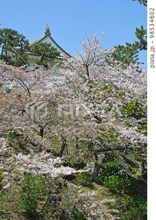 小田原城と桜 小田原城と桜 98534602