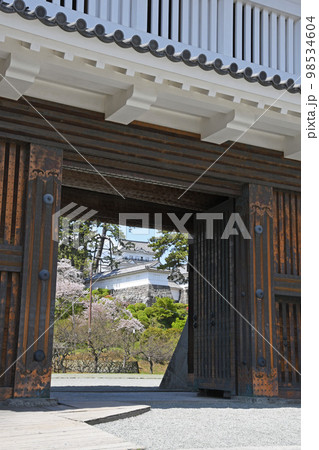 小田原城と桜 小田原城と桜 98534604