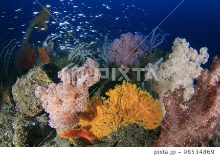 海の満開 海の満開 98534869