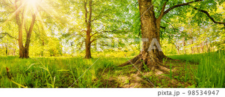 Morning sun rising in the woodland in spring. 98534947
