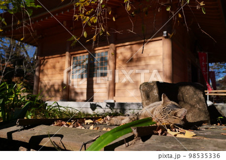 九品仏、浄真寺、くほんぶつ、じょうしんじ、お寺、秋、仏像、ネコ、建物、猫、ねこ、お地蔵さん、地蔵、子 98535336
