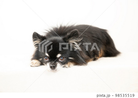 伏せた黒いチワワ 伏せた黒いチワワ 98535519