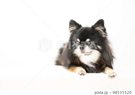 伏せた黒いチワワ 98535520