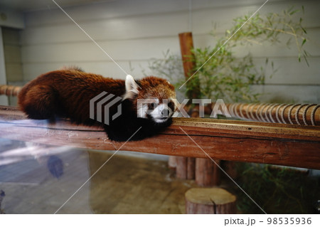 羽村動物園、はむら、動物園、zoo、埼玉、日本、 98535936