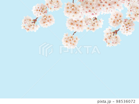 桜の花 桜の花 98536072