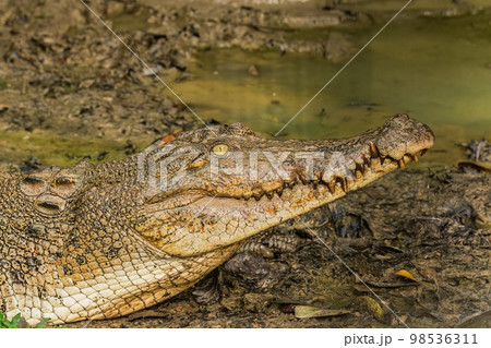 A large Saltwater Crocodile at Borneo A large Saltwater Crocodile at Borneo 98536311