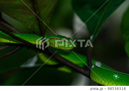 Borneo Keeled Pit Viper on a tree 98536318