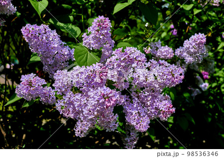 Bright rich bouquet of lilacs in a green city park 98536346