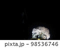 わに塚の桜の夜のライトアップ 98536746