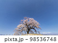 よく晴れた日に撮影したわに塚の桜 98536748