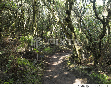 Narrow footpath at laurisilva forest at Park rural de Teno mountains, Tenerife, Canary Islands. Mysterious fairytale magical nature scenery with Erica arborea trees, moss, ferns and green leaves Narrow footpath at laurisilva forest at Park rural de Teno mountains, Tenerife, Canary Islands. Mysterious fairytale magical nature scenery with Erica arborea trees, moss, ferns and green leaves 98537024