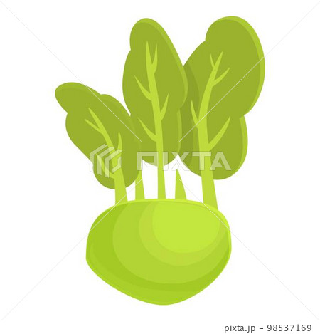 Vegetarian kohlrabi icon cartoon vector. Healthy food. Organic plant 98537169