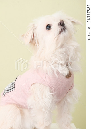 ペット スタジオ撮影 ペット スタジオ撮影 98537385