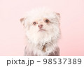ペット　スタジオ撮影 98537389
