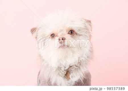 ペット スタジオ撮影 ペット スタジオ撮影 98537389