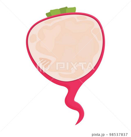 Cutted radish icon cartoon vector. Food plant. Diet fresh 98537837