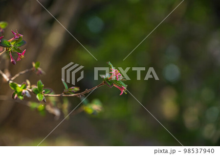 ピンク色の小さな花　ウグイスカグラ 98537940