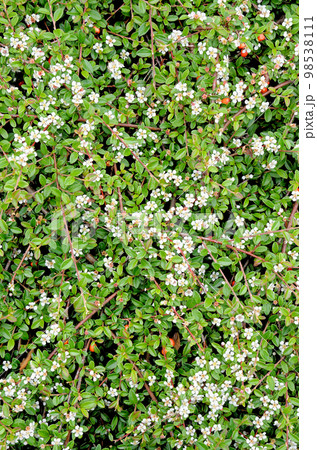 Vibrant colorful flowers background - Nature Vibrant colorful flowers background - Nature 98538111