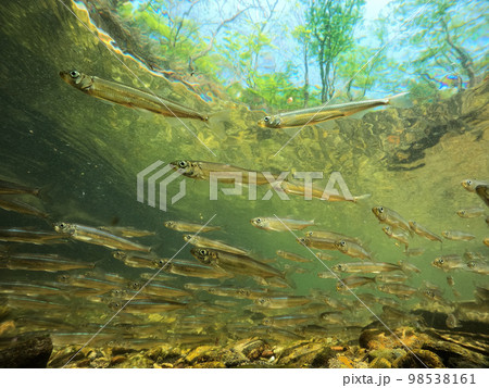 ワカサギ 98538161