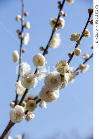 満開の白梅 98538175